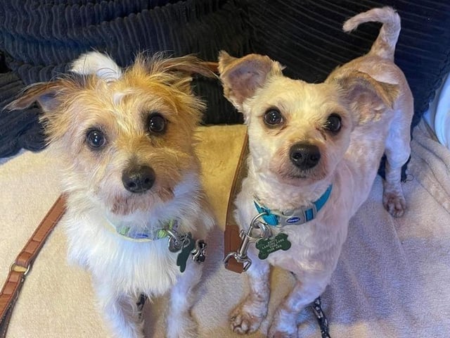 Lennon and McCartney are four-year-old terriers who came to the centre as their previous owner could not meet their needs. They are extremely close to each other so they will need to be rehomed together. Lennon is the confident one out of the two and McCartney really struggles without Lennon so gets his confidence from him. Once they have settled and get to know you they really are a very loving and sweet pair of boys who will make great pets.