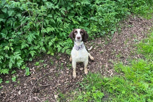 Perry is a three-year-old Springer Spaniel who came to the centre via an inspector after being found living in the most appalling conditions. Perry has grown up in a multi-dog household and sadly had no experience of the outside world. Perry is coming on great but things must be taken slowly as to not overwhelm him as everything is a little bit scary at the moment. He will need understanding adopters who will give him the time, patience and love he needs to adjust to living in a family home.