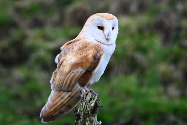 Barn owl at Make it Wild's Summerbridge site