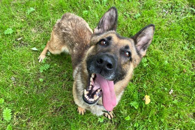 Dizzy is a German Shepherd is a very sweet girl who came to the centre after being found living in terrible conditions. She along with other dogs were being kept in cramp cages in a van. Dizzy was very underweight when she arrived and had an untreated ear condition. It quickly became very apparent to the staff at the centre that Dizzy is actually deaf. She is now in the process of learning sign language. Dizzy is a super sweet, affectionate and friendly girl who has come through her ordeal and is now looking towards a brighter future. She really does deserve the most wonderful home with a family who will love her unconditionally.