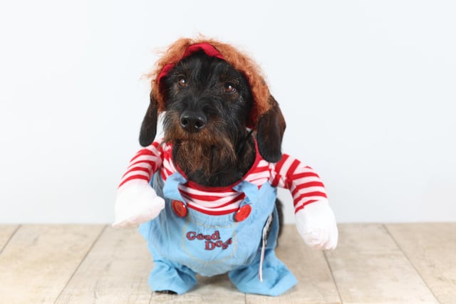 Pictured: A Dachshund dressed in a sailor outfit with an additional wig accessory.