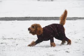 A dog enjoying playing in the snow in the Valley Gardens in Harrogate