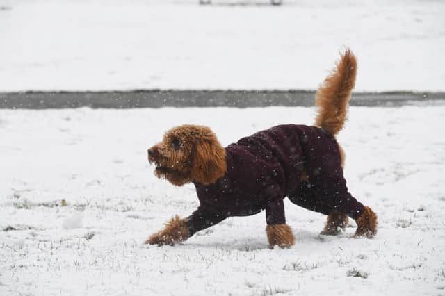 A dog enjoying playing in the snow in the Valley Gardens in Harrogate