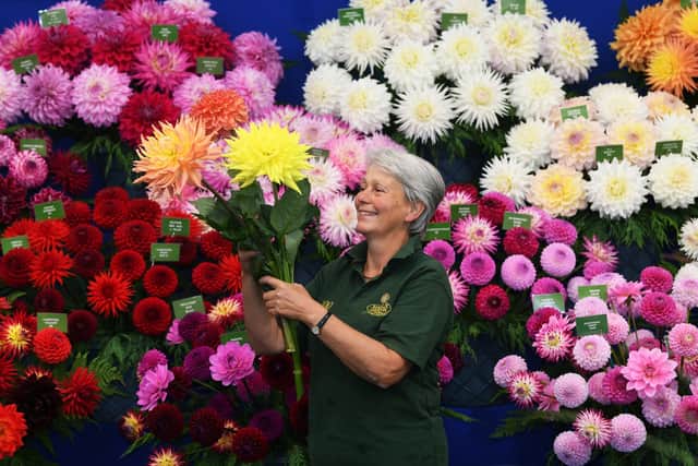 Maxine Hall, from Halls of Heddon, which won best cut flower at the Harrogate Autumn Flower Show