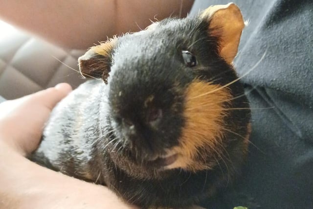 Hello from Gino!