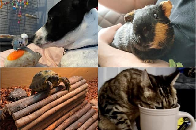 More of your fantastic Pets' Corner pictures!