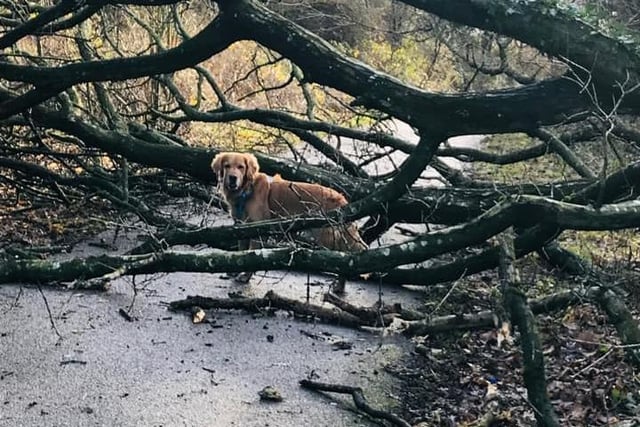 Monty navigating a fallen tree on the Harrogate to Ripley path - submitted by Andrea McKenzie