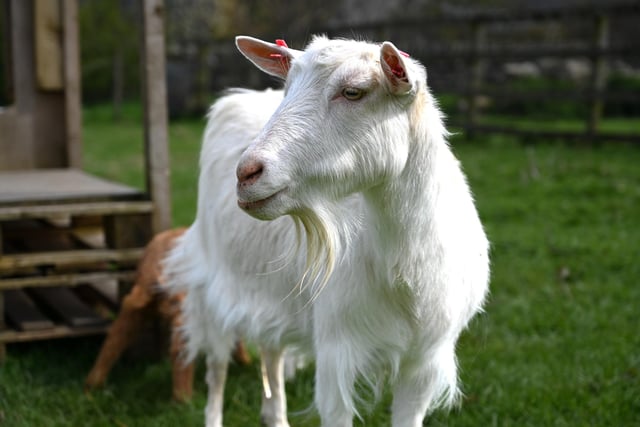 A very friendly goat showing his well fashioned beard