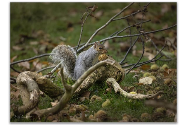 Pictured: A Grey Squirrel making hast carrying one of Autumns seasonal fruits.