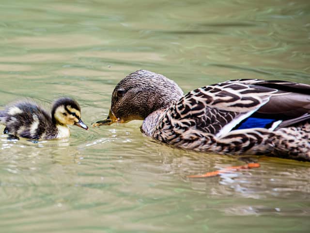 'Wildlife emergency'' - The lovely ducks in the Valley Gardens in Harrogate which are threatened by rodents. (Picture contributed)
