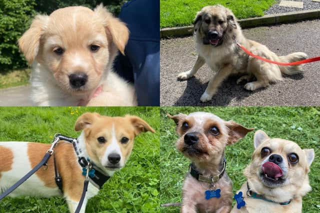 We take a look at 34 dogs available for adoption and looking for their forever home at the RSPCA York, Harrogate and District branch