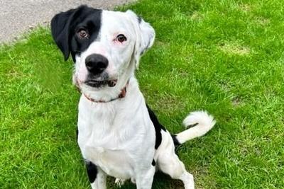 Loki is a 16-month-old Collie/Spaniel Mix who came to the centre as his previous owner could no longer keep him. He is a very sweet natured boy but can be quite shy until he gets to know you. He is an active dog who gets bored quite quickly so he is looking for adopters who have an active lifestyle and will take him on lots of exciting walks and adventures.