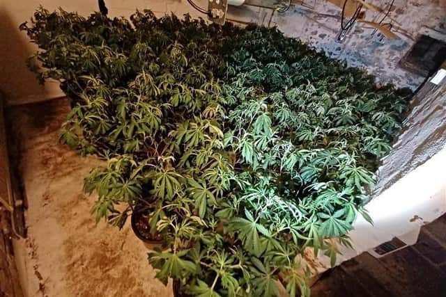 A man has been arrested after more than 400 cannabis plants worth over £200,000 were found in Harrogate