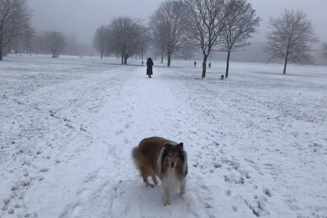 Kaiser enjoying an early morning walk in the snow on the Stray in Harrogate