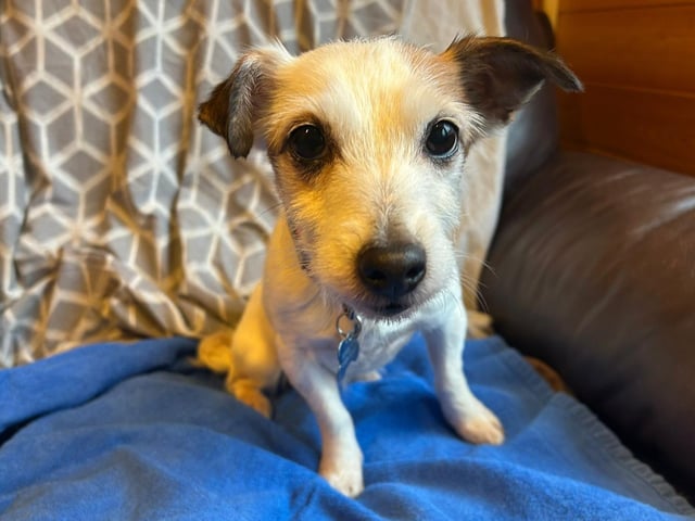 Ronnie is a nine-year-old Jack Russell Cross who is a lovely little lady that came to the centre via an inspector after her previous owner could sadly no longer take care of her. Maxine is a very sweet natured dog who absolutely loves a fuss and loves sitting on your knee for cuddles. She likes to have a potter out and about although she is not too active so does not need a huge amount of exercise. Maxine much prefers being tucked up in a cosy warm home or snuggled on your knee. Maxine will make a super addition to the family and will make the family lucky enough to adopt her a wonderful and loving pet.