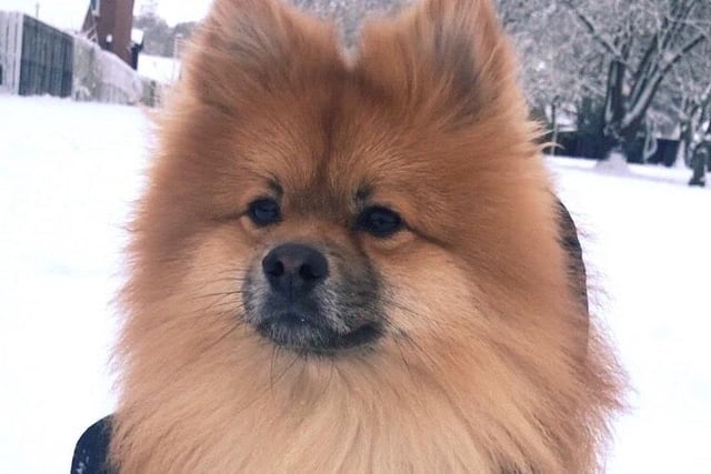 Have you ever seen a fox playing in the snow? Just a Pomeranian enjoying the snowfall this morning