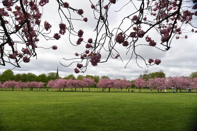 Beautiful cherry blossom on The Stray in Harrogate - The application to secure common land status for the parkland has been made to the North Yorkshire Council by The Open Spaces Society. (Picture Gerard Binks)