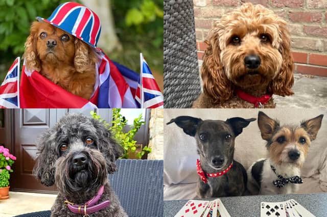 We take a look at 21 photos of Harrogate Advertiser readers’ four-legged friends to celebrate International Dog Day 2023