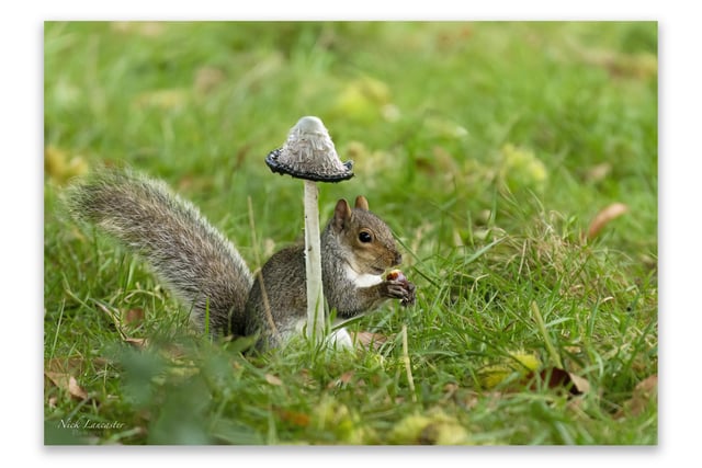 Pictured: A Grey Squirrel looking seasonal enjoying lunch sheltered under a nearby mushroom.