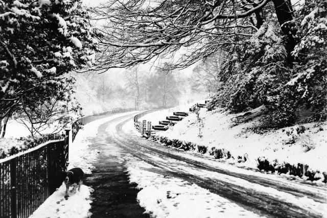 A snowy driveway leading up to Coynynham Hall in Knaresborough back in 1949