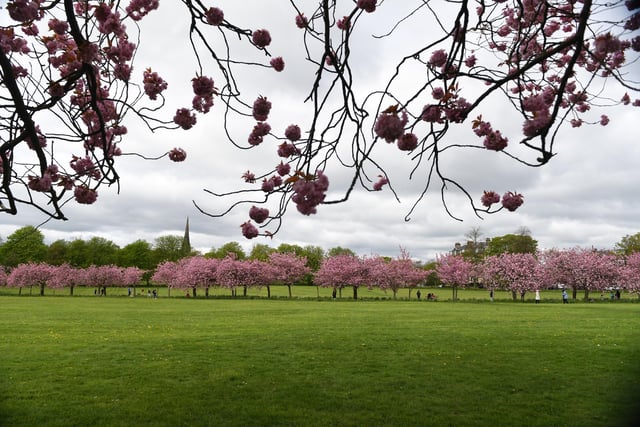 The cherry blossom trees in full bloom looking pretty on the Stray in Harrogate