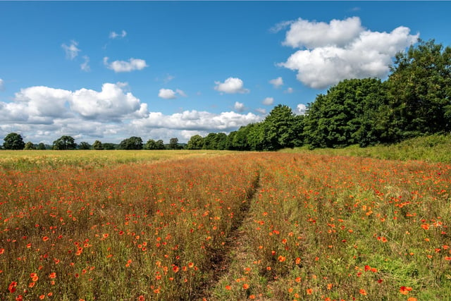 The campaign claims that Britain had lost around 97% of flower rich meadows since the 1970’s and has resulted in a loss of vital food needed by pollinators, like bees and butterflies.