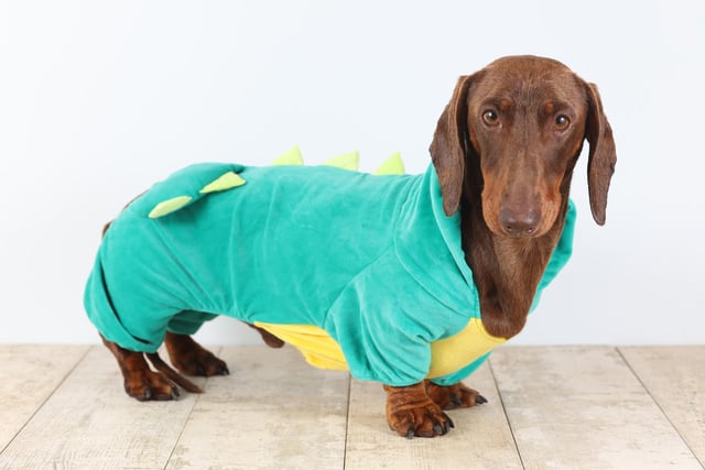 Pictured: A Dachshund dressed in dinosaur costume .