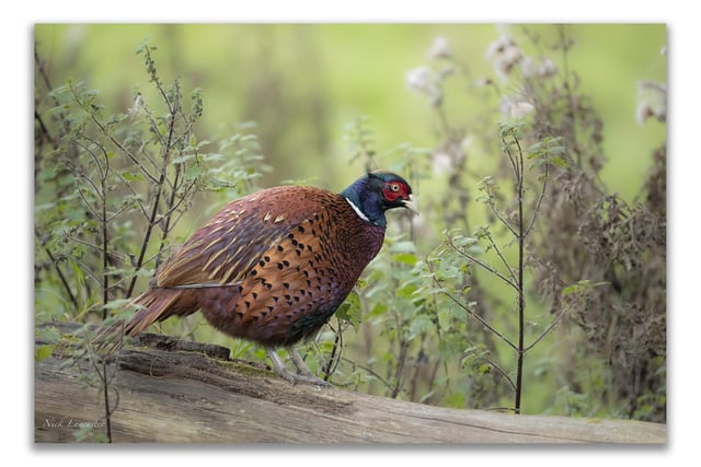 Pictured: A male Red-Necked Common Pheasant at Studley Royal during the game season.