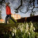 Snowdrops in bloom at Goldsborough Hall. (Pic credit: Simon Hulme)