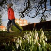 Snowdrops in bloom at Goldsborough Hall. (Pic credit: Simon Hulme)