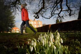 Snowdrops in bloom at Goldsborough Hall. (Pic credit: Simon Hulme)