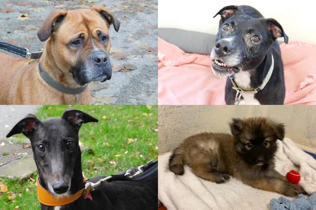 We take a look at 22 dogs that are currently looking for their forever home at the RSPCA York, Harrogate and District branch