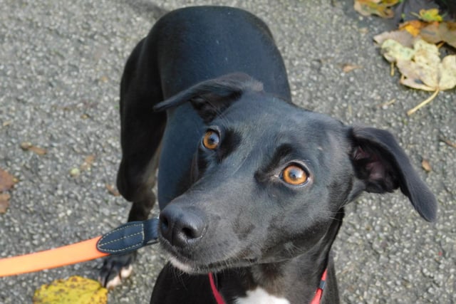 Rue is a 15-month-old Whippet cross who is a really sweet natured girl that will make the most fantastic pet. Rue is an active dog and she would love a home with a family who will take her on long, interesting walks and exciting adventures. She is very sociable with both people and other dogs and she walks well on the lead.