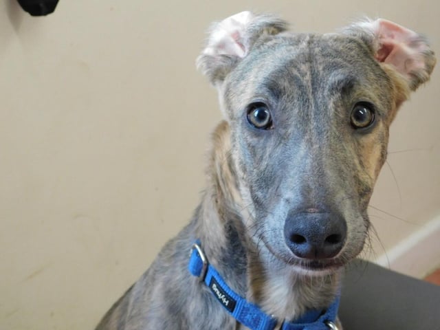 Bert is an eight-month-old Lurcher who is a very sweet and friendly boy with lots of energy to burn. He is a young, active and playful dog who has so much still to learn. Bert will need an active family who will channel all his energy with exciting adventures so he does not become bored. Bert is a very happy and cheerful dog who loves playing with his toys and keeping himself entertained.