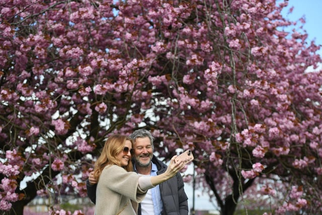 Emma Rowbottom and Steve Rowbottom taking a selfie amongst the cherry blossom trees on the Stray