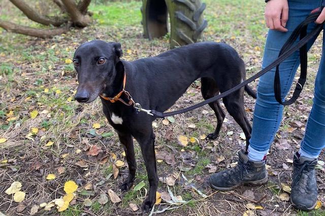 Paisley is a four-year-old Greyhound who is a lovely natured dog and came to the centre via an inspector after her needs were not getting met. Paisley would love a family who will let her share sofa snuggles with them as she absolutely loves settling down for lots of cuddles. She has had a pretty tough start to life and is now looking for her very own family who will show her the joys of life and introduce her to the big wide world where she can go on interesting walks and exciting adventures.