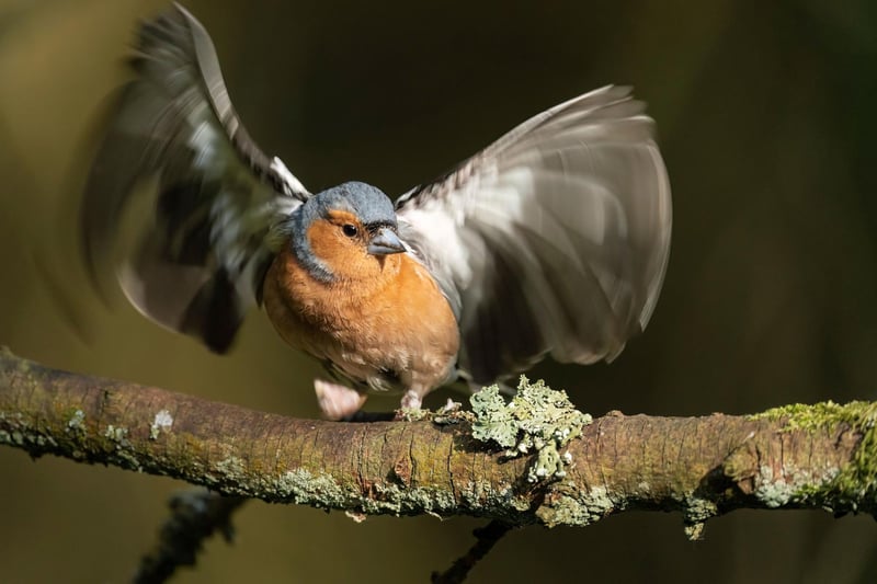 Nick Lancaster has shot this beautiful Chaffinch bird just about to take flight.