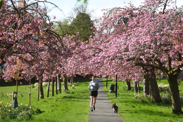 A visitor to the Stray enjoying a run with their dog amongst the cherry blossom trees in the spring sunshine