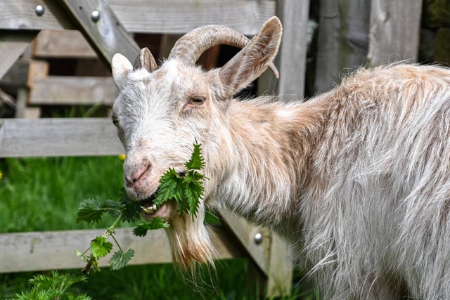 This hungry goat has its very own garden as she is one of few still with her horns. Very confident and affectionate, she is one of the older family members.