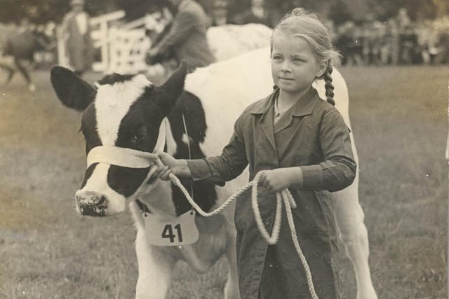 A young exhibitor with her cow at the Great Yorkshire Show in 1944