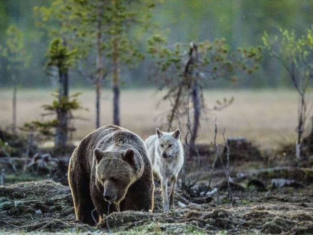 Beavers, bears, wolves and lynx: Campaigners want to see these animals reintroduced to the British countryside (Photo: Shutterstock)