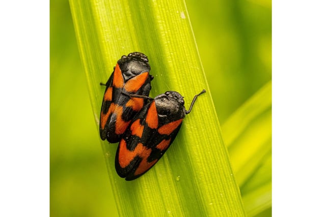 A close up of two Froghoppers captured in Spring.