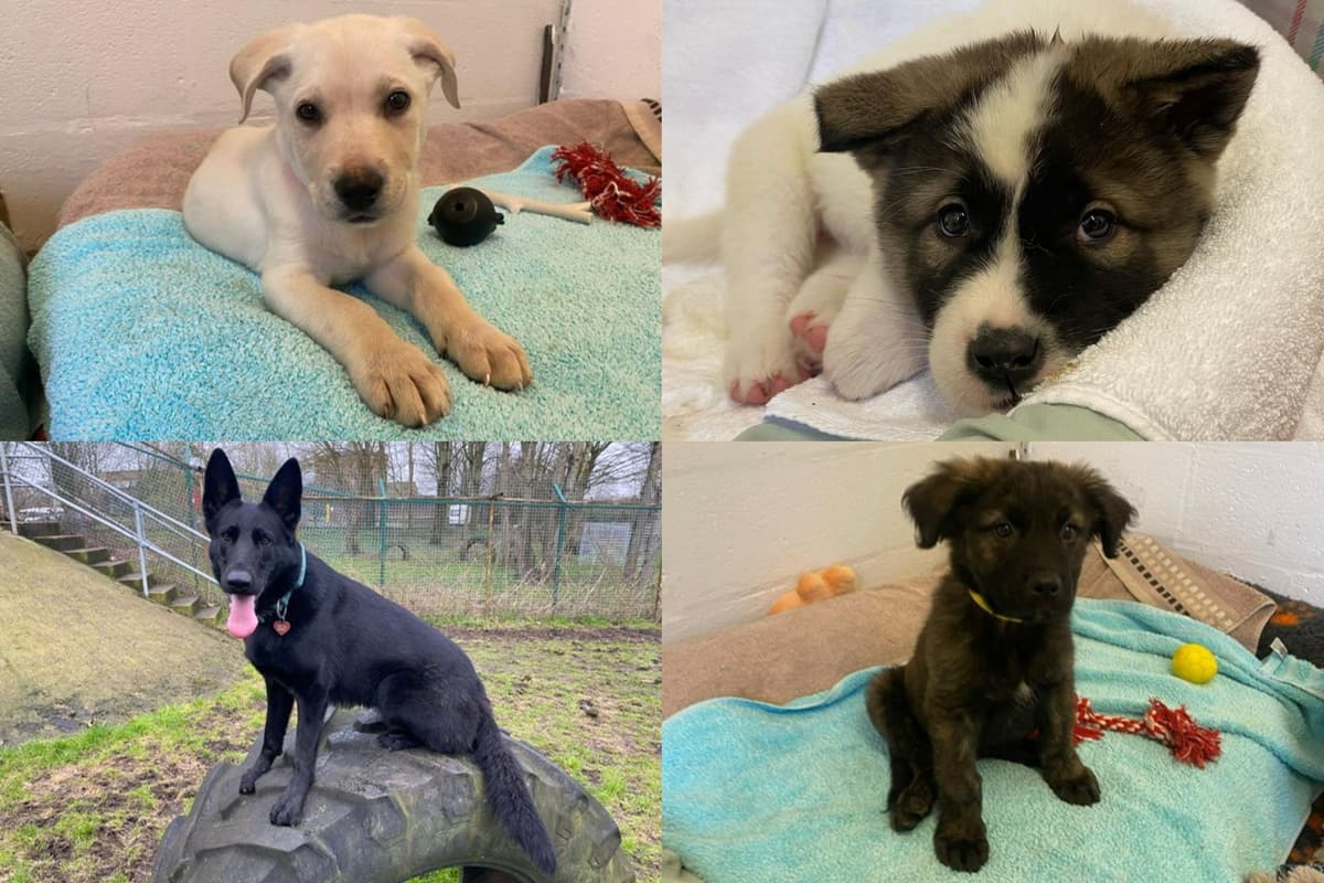 Dogs That Rescue IN PICTURES: 17 adorable dogs available for adoption and looking for ...