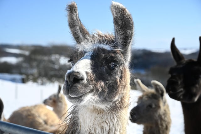 Carlos is an extra friendly, cuddly llama who loves to please humans and offer kisses, although quite a ‘rogue’ in the herd.