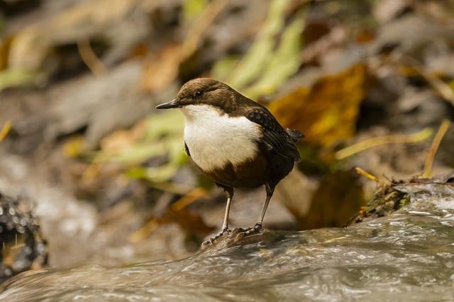 A Dipper captured in the woods near Studely Royal.