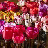 English tulips. Photo: Tony Johnson