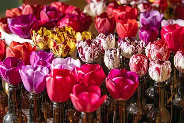 English tulips. Photo: Tony Johnson