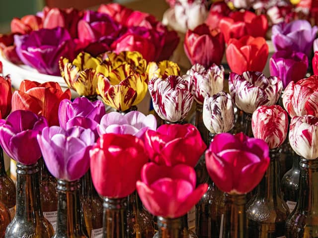 English tulips. Photo: Tony Johnson