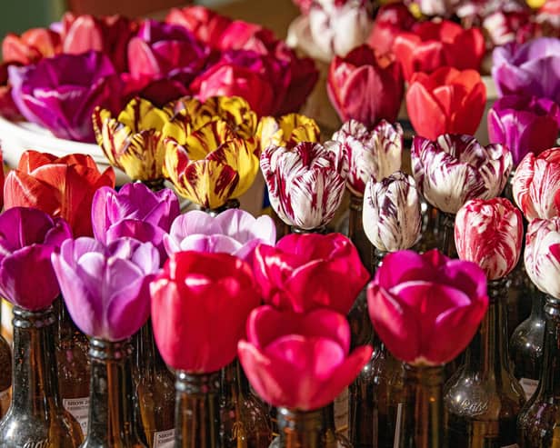 English tulips. Photo: Tony Johnson