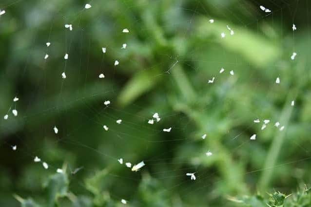 Tiny white flies have been spotted swarming in their thousands across the Harrogate district